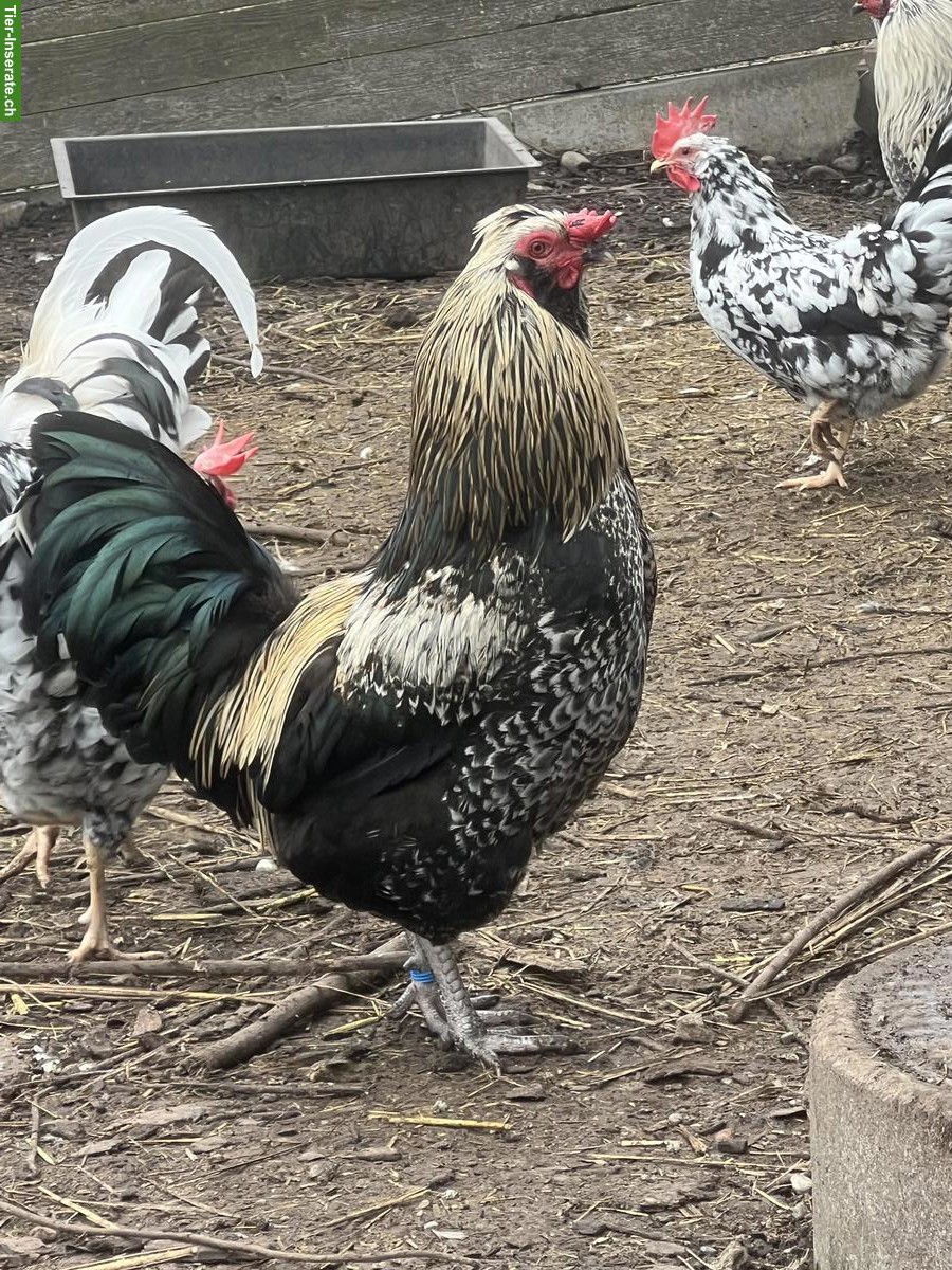 Bild 3: Araucana Mix Hähne aus Naturbrut