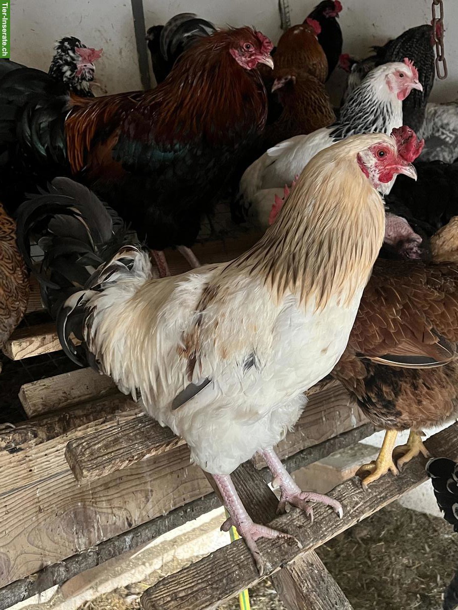 Bild 4: Araucana Mix Hähne aus Naturbrut