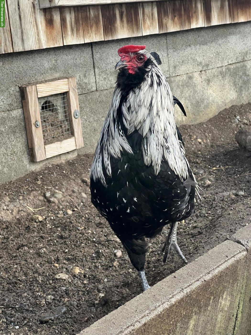 Bild 5: Araucana Mix Hähne aus Naturbrut