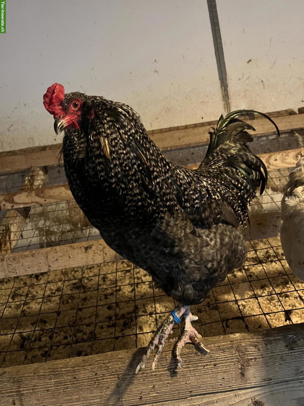 Bild 6: Araucana Mix Hähne aus Naturbrut