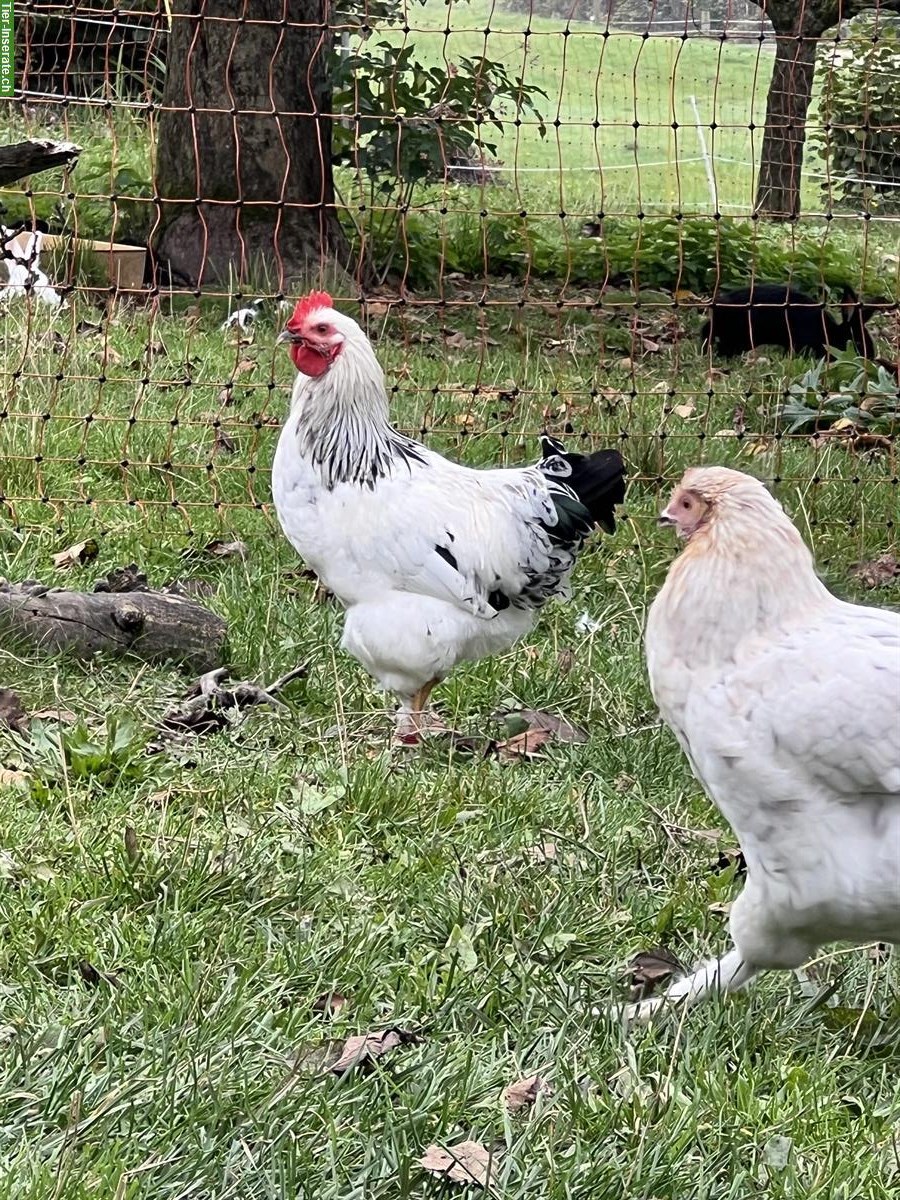 Junge Zwerg-Cochin Mix Hähne