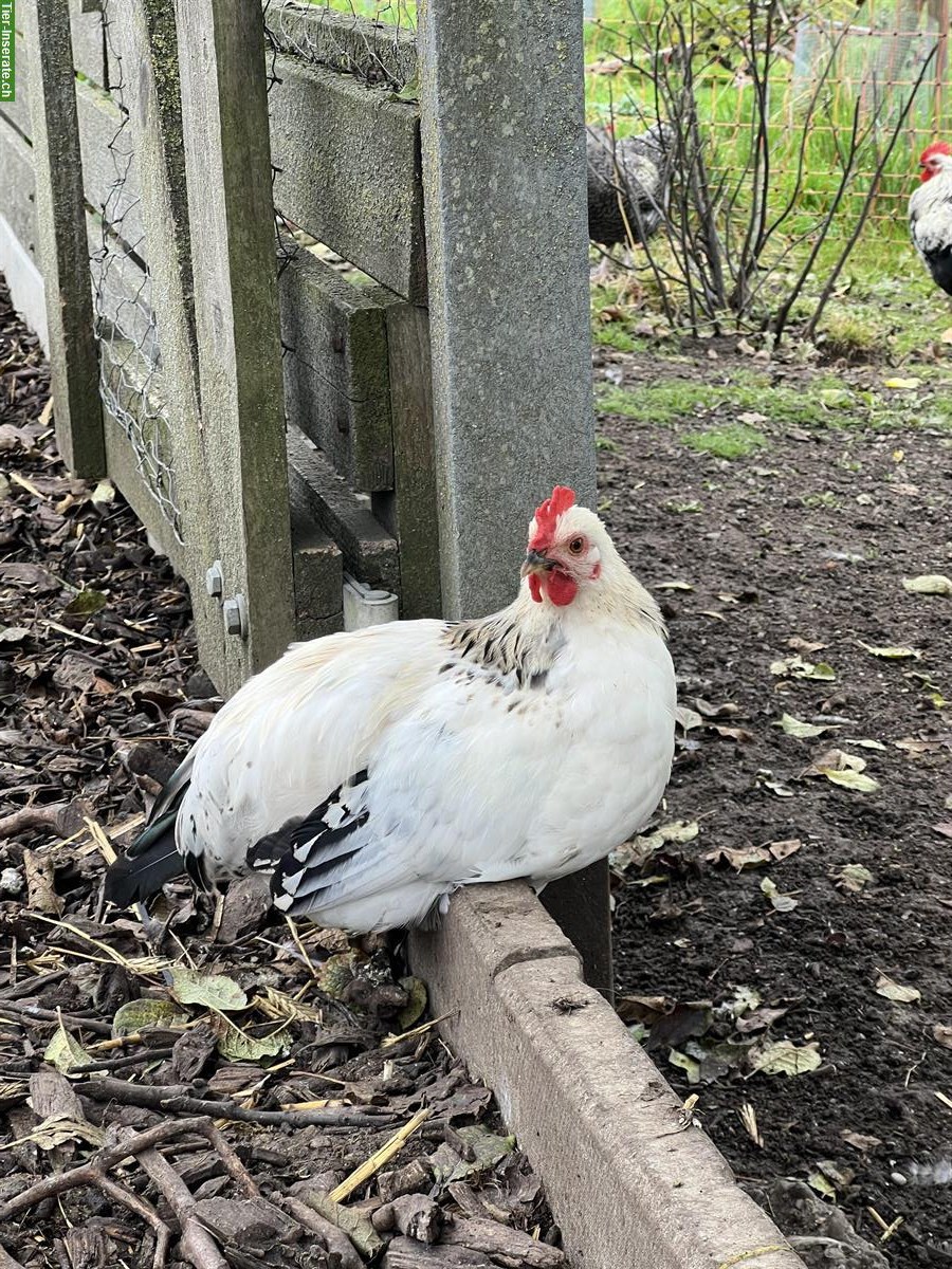 Bild 3: Zwerg-Cochin x Sussex Hähne