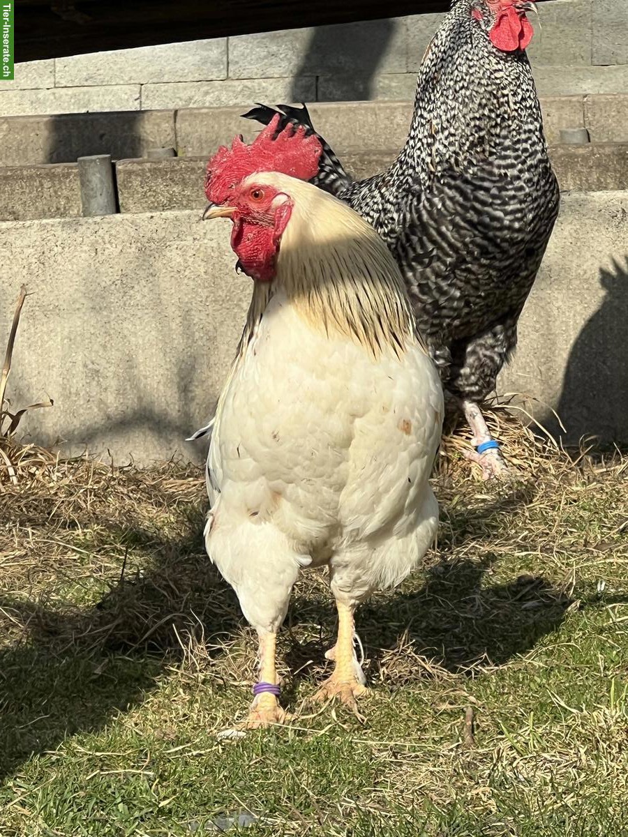 Bild 4: GRATIS: Zwerg-Cochin x Sussex Hähne