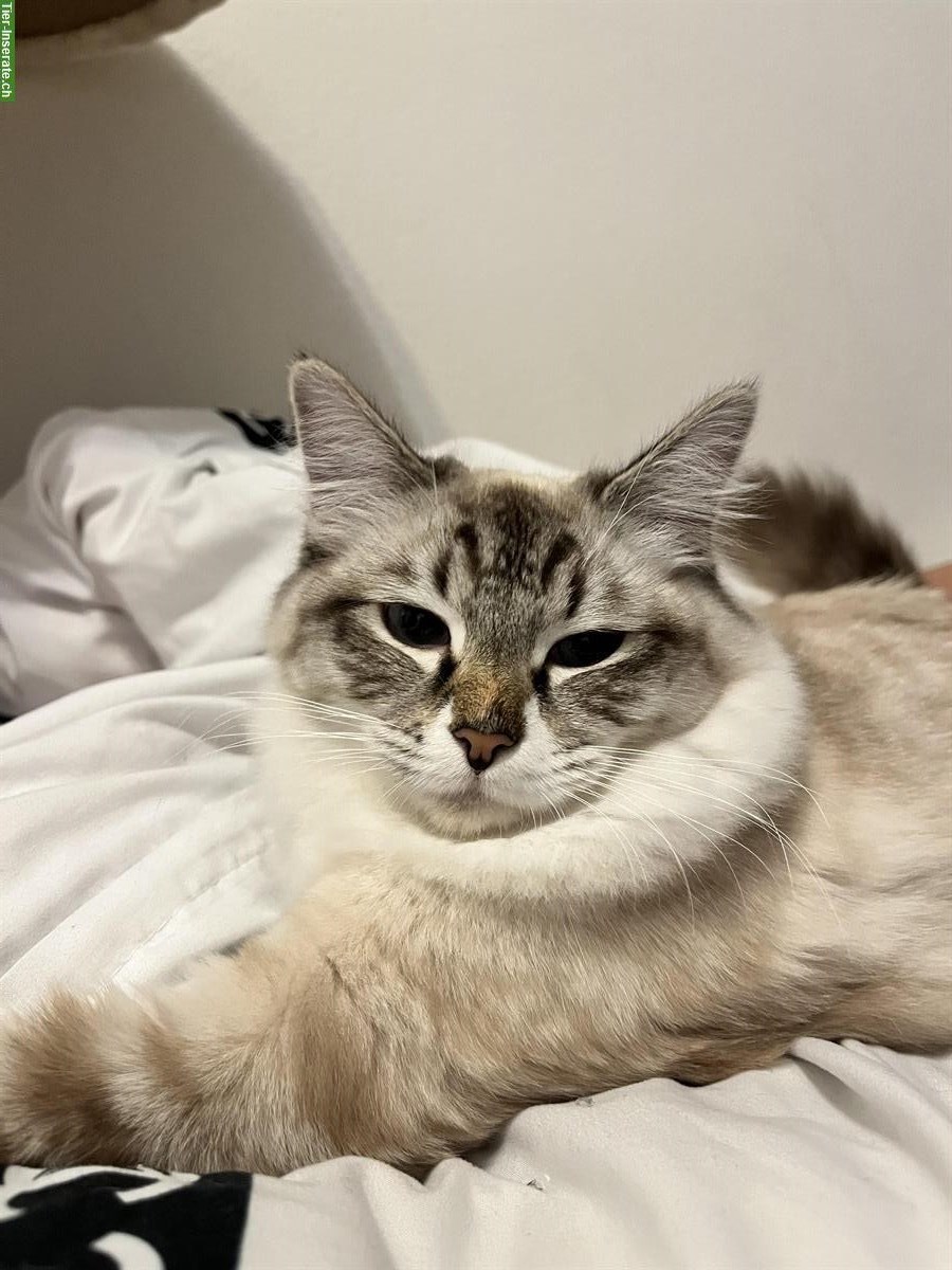 Ragdoll Deckkater in der Schweiz gesucht