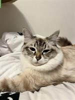 Ragdoll Deckkater in der Schweiz gesucht