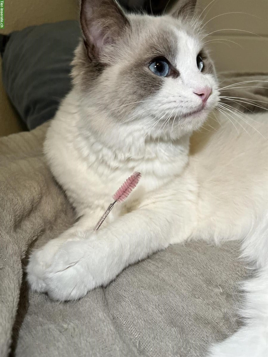 Bild 2: Ragdoll Deckkater in der Schweiz gesucht