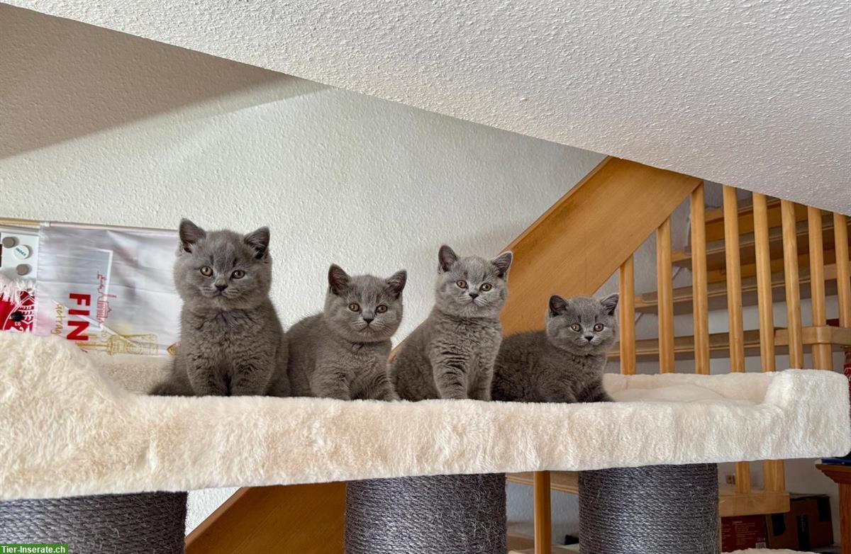 Allerliebste BKH Kitten suchen ihr Für-immer-Zuhause 💖