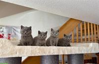 Allerliebste BKH Kitten suchen ihr Für-immer-Zuhause 💖