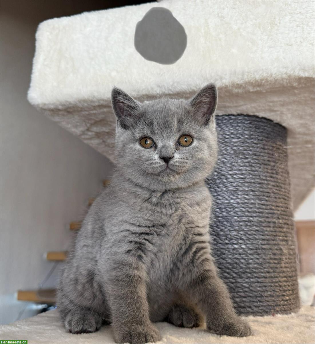 Bild 2: Allerliebste BKH Kitten suchen ihr Für-immer-Zuhause 💖