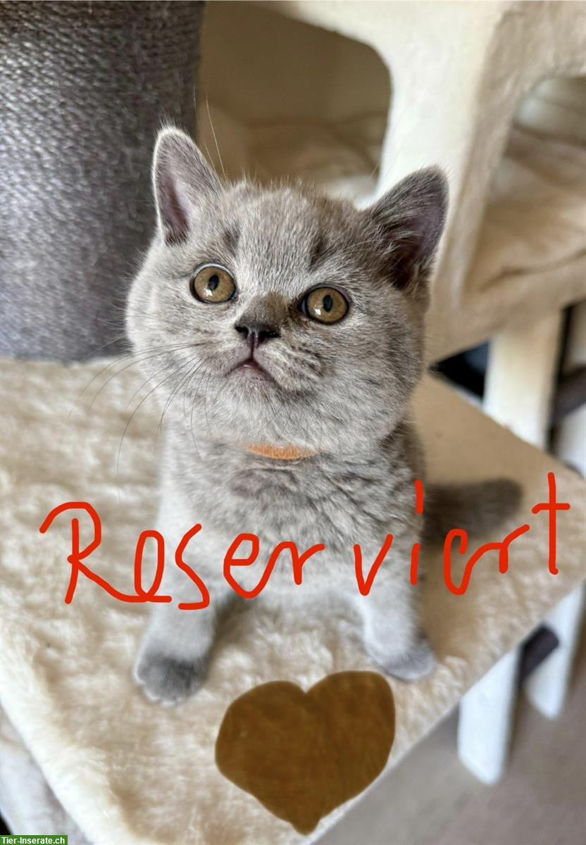 Bild 4: Allerliebste BKH Kitten suchen ihr Für-immer-Zuhause 💖