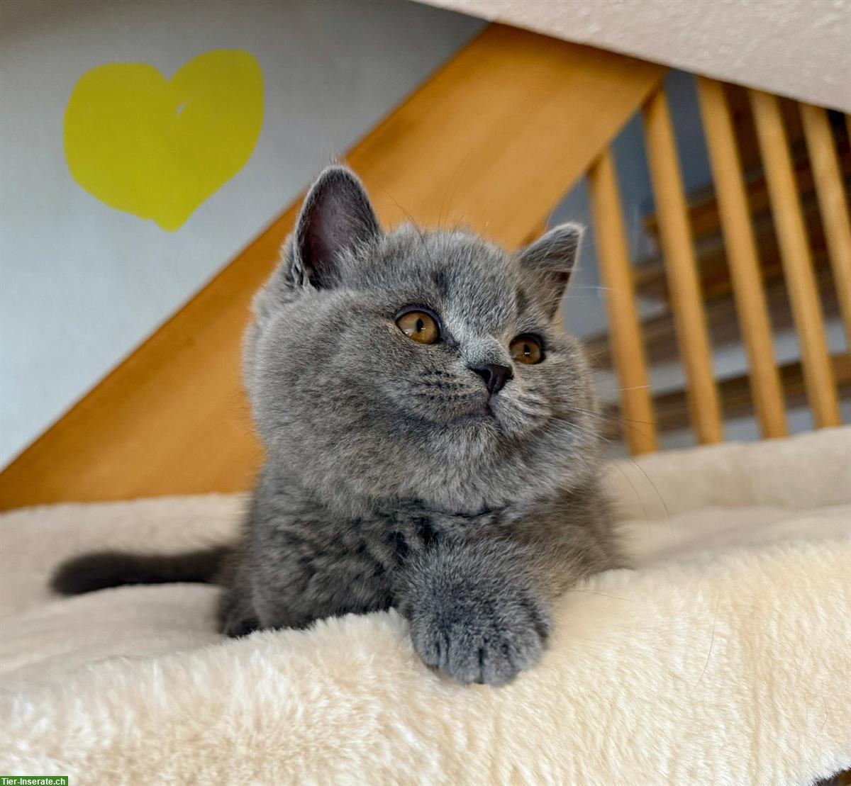 Bild 5: Allerliebste BKH Kitten suchen ihr Für-immer-Zuhause 💖