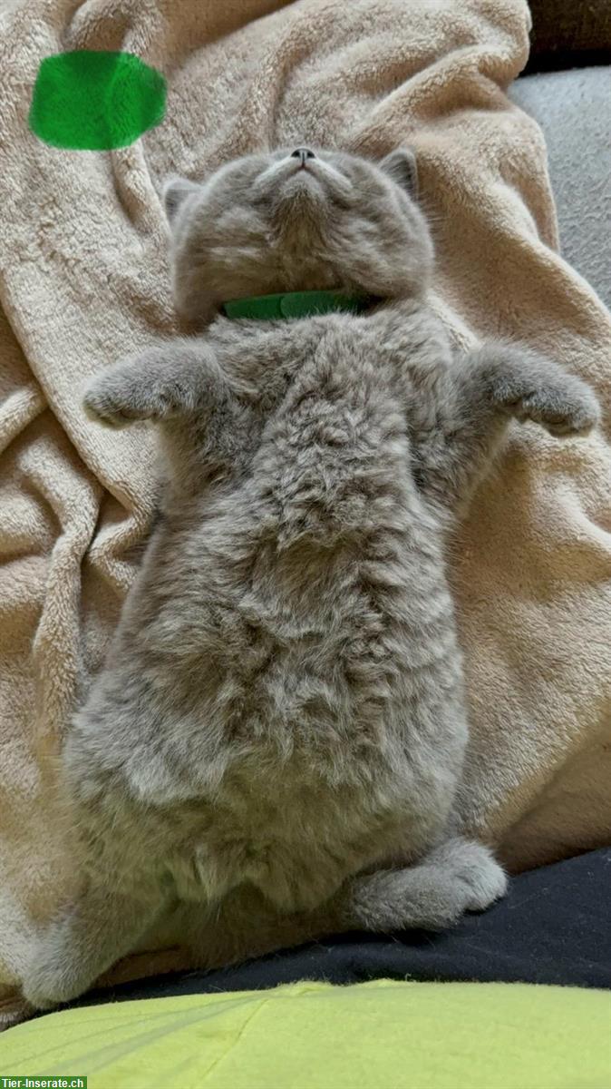 Bild 6: Allerliebste BKH Kitten suchen ihr Für-immer-Zuhause 💖