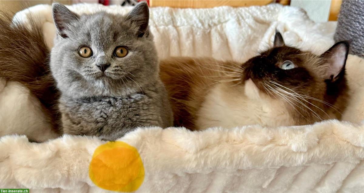 Bild 7: Allerliebste BKH Kitten suchen ihr Für-immer-Zuhause 💖