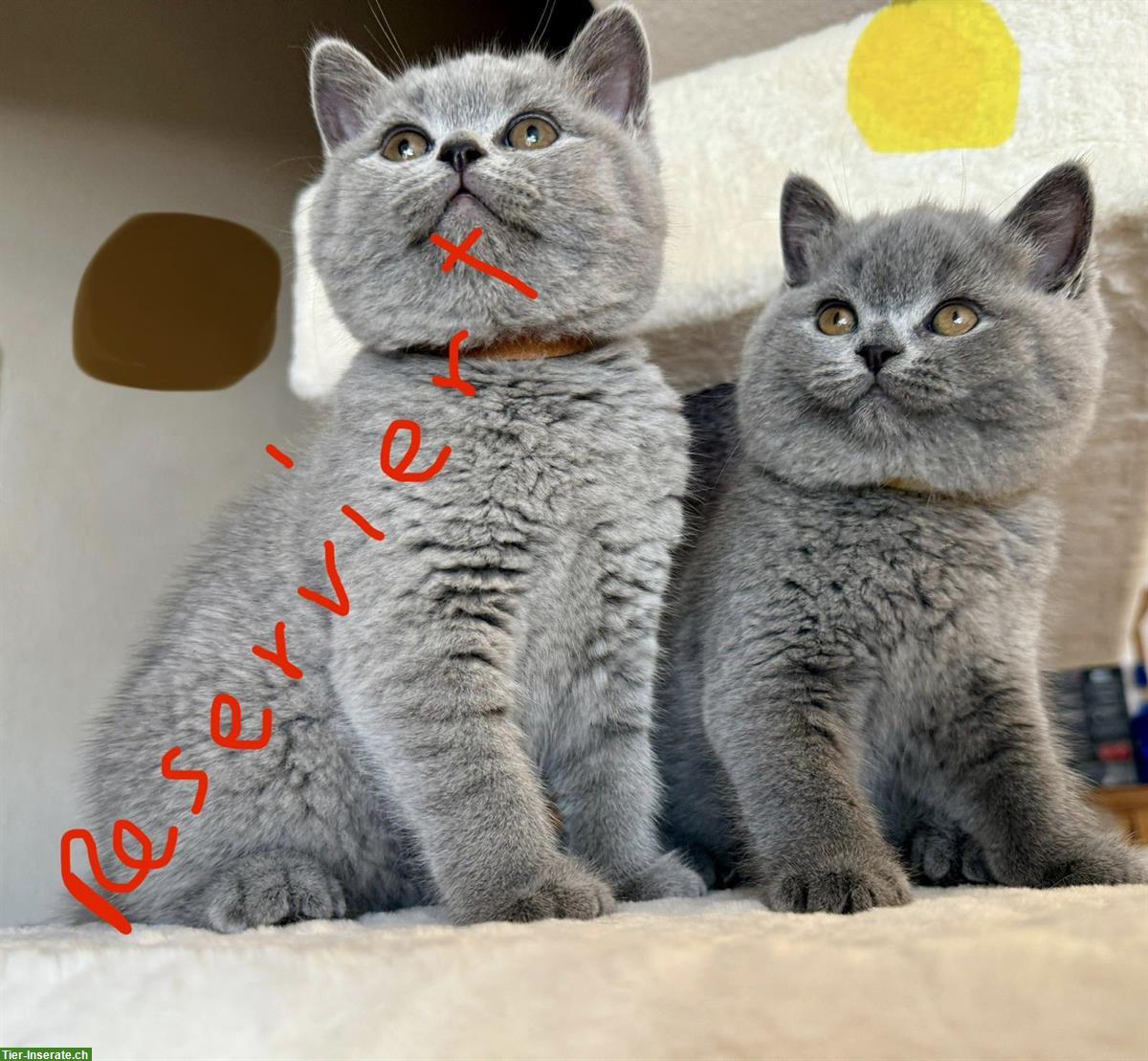 Bild 8: Allerliebste BKH Kitten suchen ihr Für-immer-Zuhause 💖