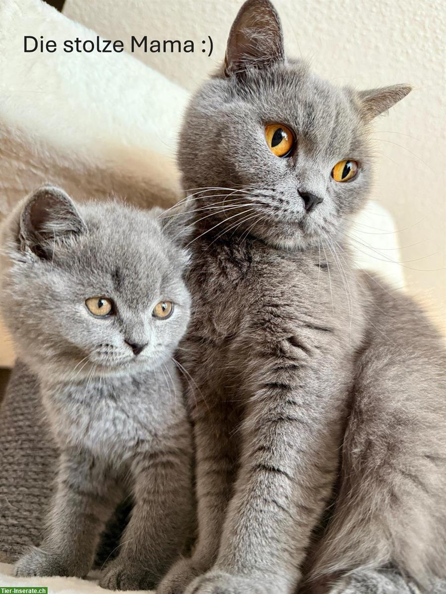 Bild 9: Allerliebste BKH Kitten suchen ihr Für-immer-Zuhause 💖