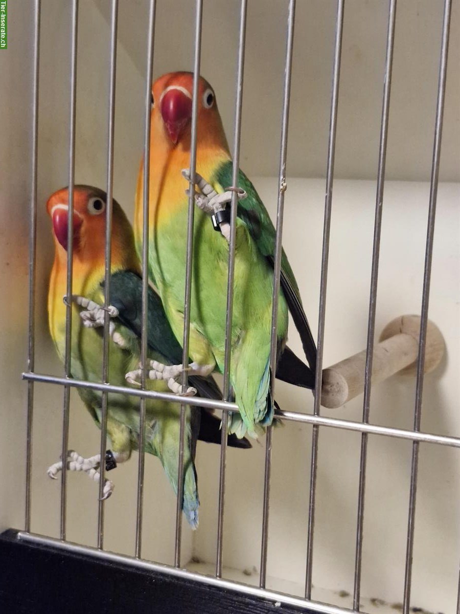 Agapornis  Zuchtpaar zu verkaufen