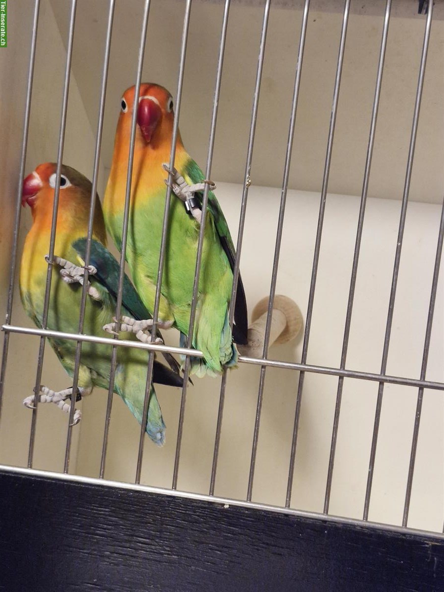 Bild 2: Agapornis  Zuchtpaar zu verkaufen