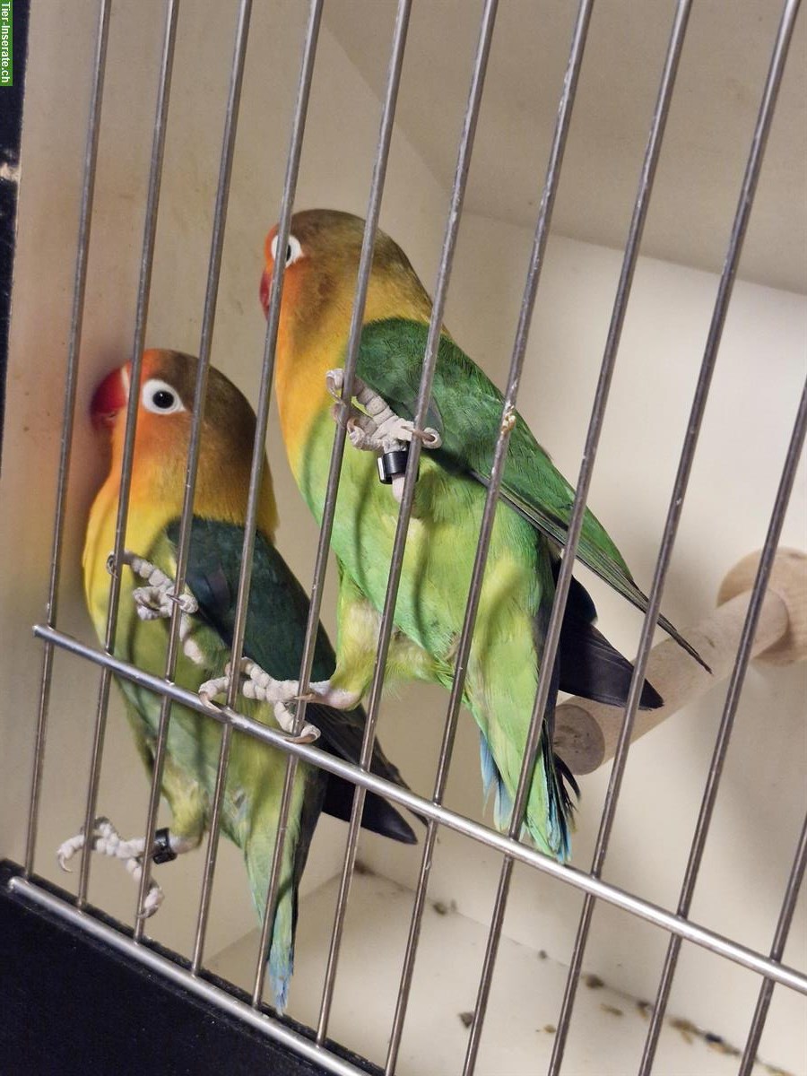 Bild 3: Agapornis  Zuchtpaar zu verkaufen