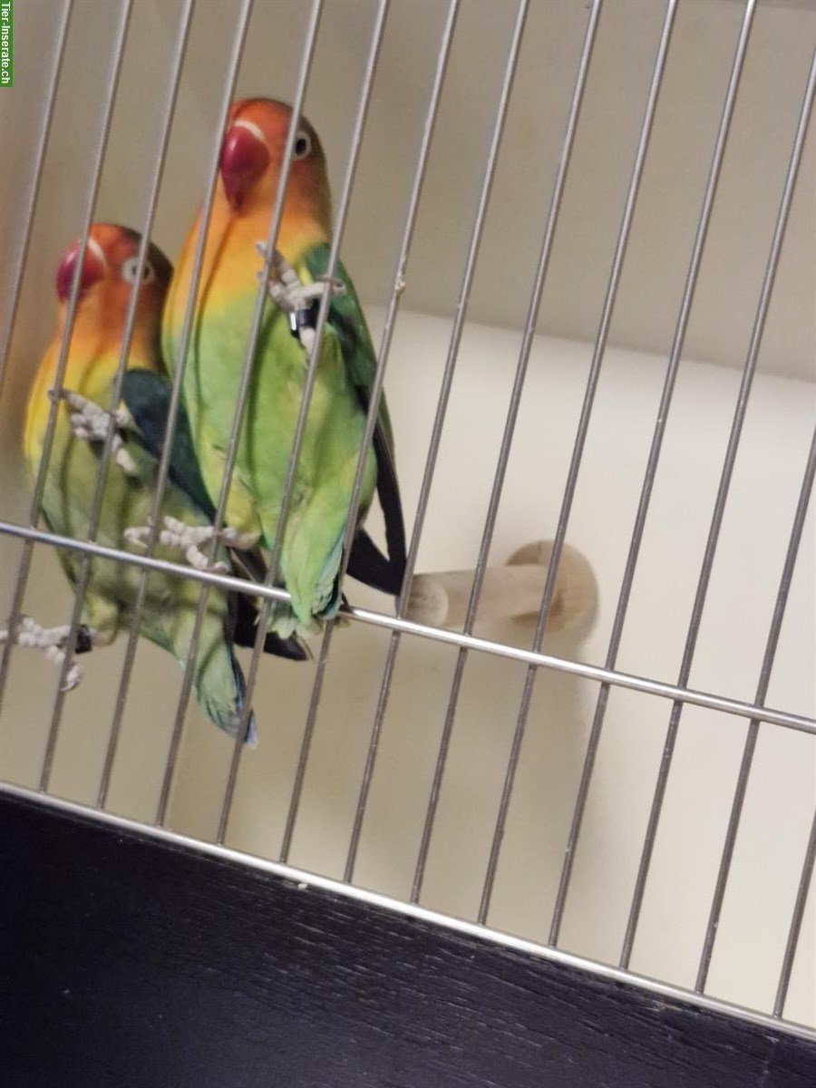 Bild 4: Agapornis  Zuchtpaar zu verkaufen