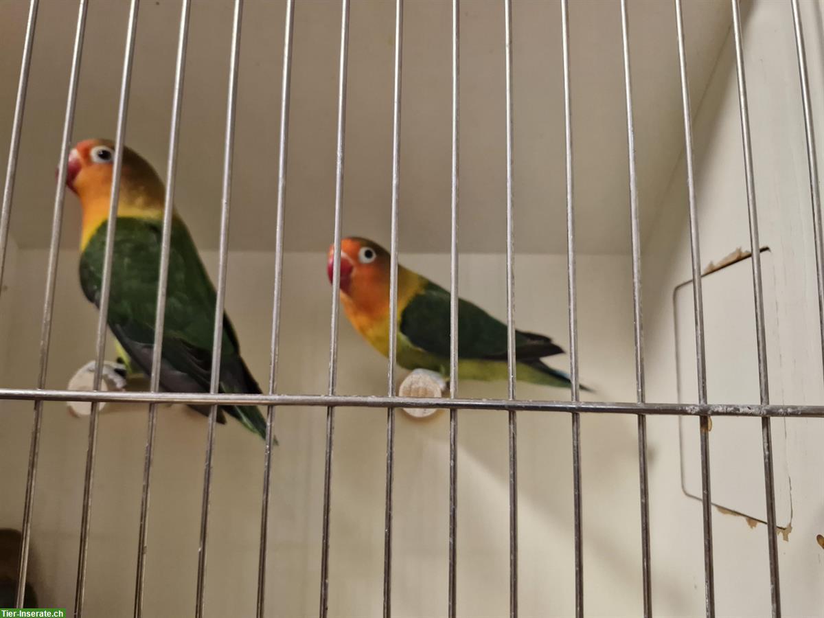 Bild 5: Agapornis  Zuchtpaar zu verkaufen