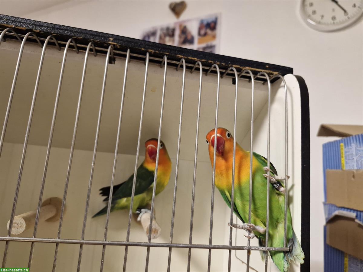 Bild 6: Agapornis  Zuchtpaar zu verkaufen