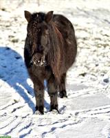 Original Shetlandpony Stute, 8-jährig, 1.04m, prämiert
