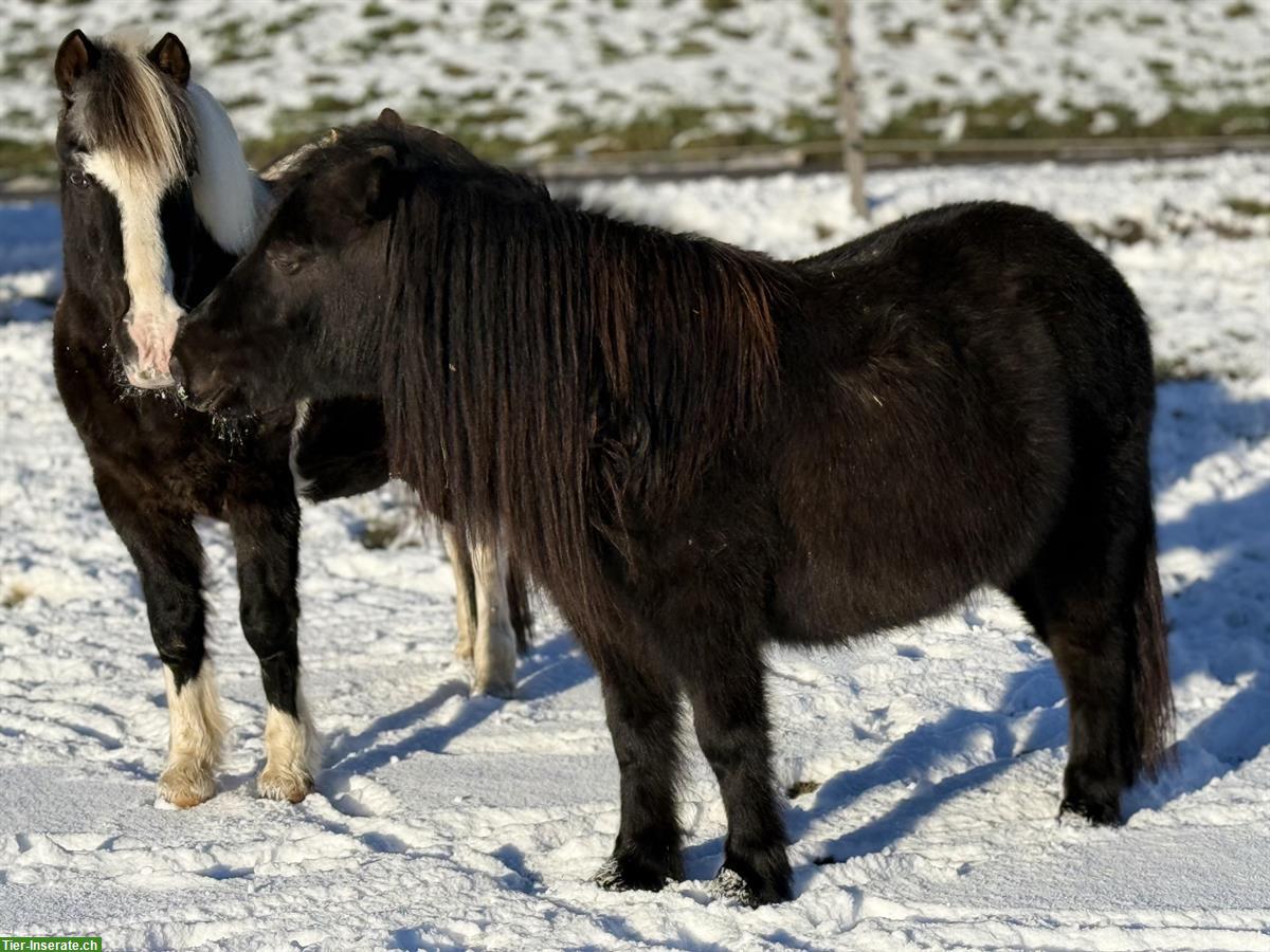 Bild 2: Original Shetlandpony Stute, 8-jährig, 1.04m, prämiert