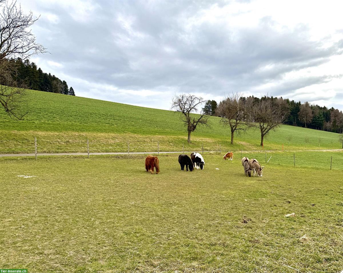 Bild 4: Original Shetlandpony Stute, 8-jährig, 1.04m, prämiert