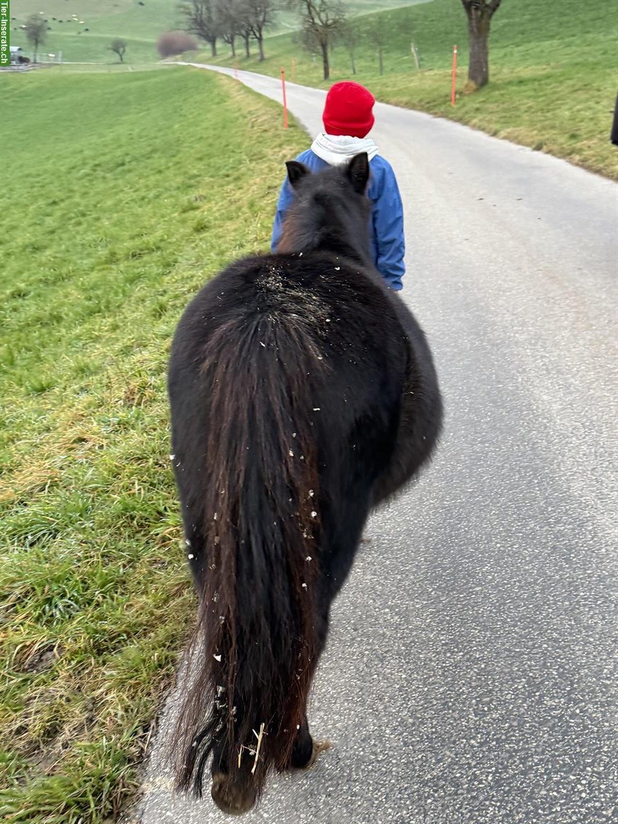 Bild 5: Original Shetlandpony Stute, 8-jährig, 1.04m, prämiert