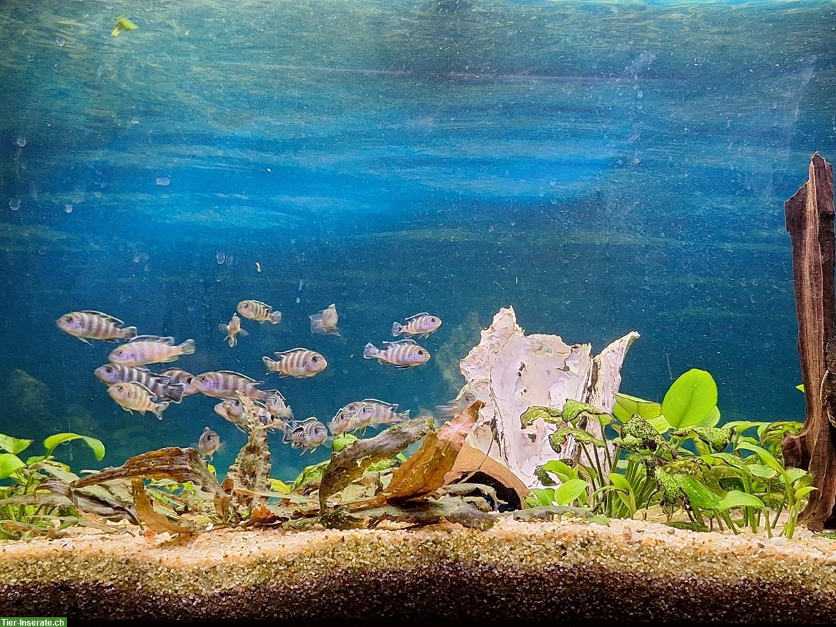 Malawi-Buntbarsche Mbuna Chindongo demasoni