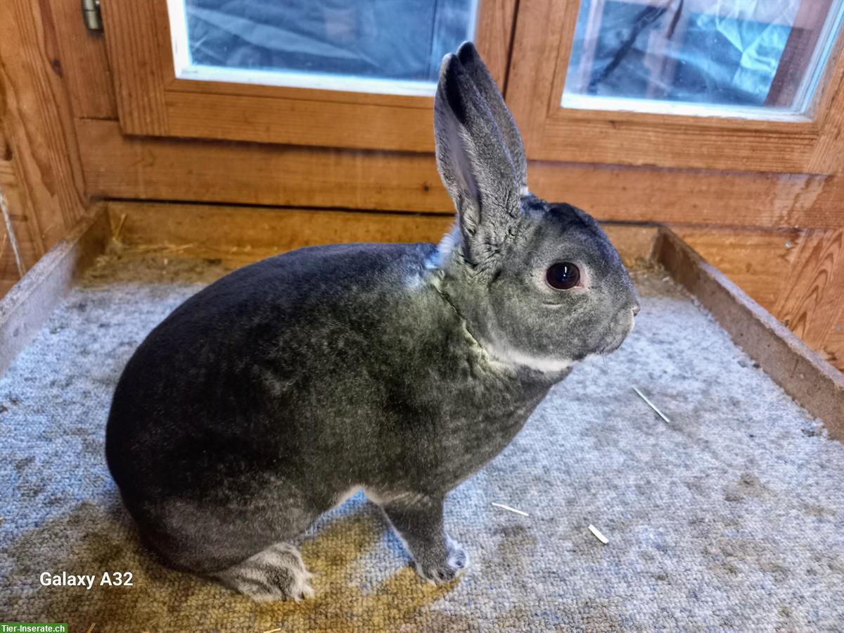 Klein-Rex (Mini-Rex) Zibbe, chinchillafarbig