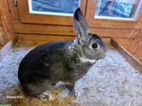 Klein-Rex (Mini-Rex) Zibbe, chinchillafarbig