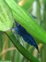 Blue Dream Garnelen (Neocaridina davidi)