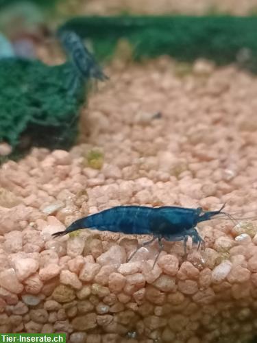 Bild 2: Blue Dream Garnelen (Neocaridina davidi)