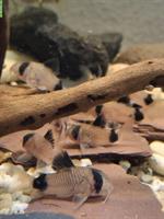 Panda‑Panzerwels (Corydoras panda)