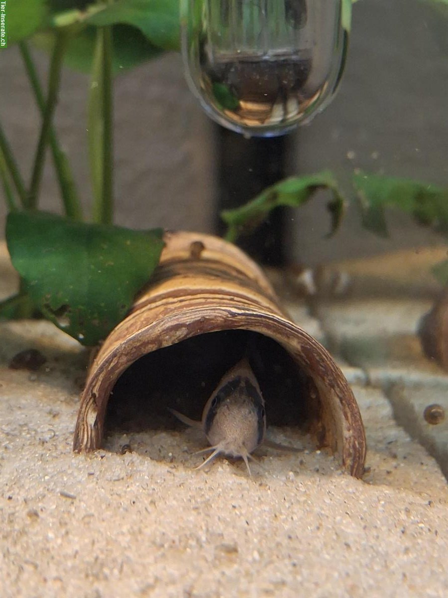 Bild 2: Panda‑Panzerwels (Corydoras panda)