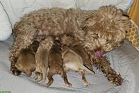 Maltipoo Welpen zu verkaufen