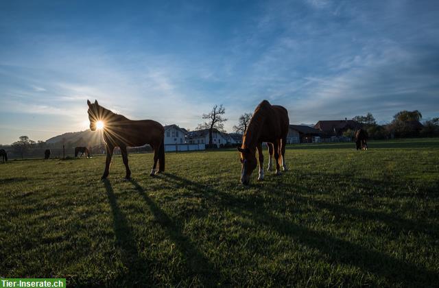 Bild 2: Altersweide, Gruppenhaltung, Pferdeweiden, Kiesen BE