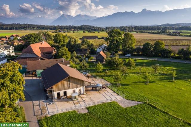 Bild 3: Altersweide, Gruppenhaltung, Pferdeweiden, Kiesen BE