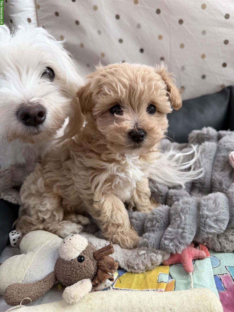 Maltipoo Welpe (Weibchen) F1