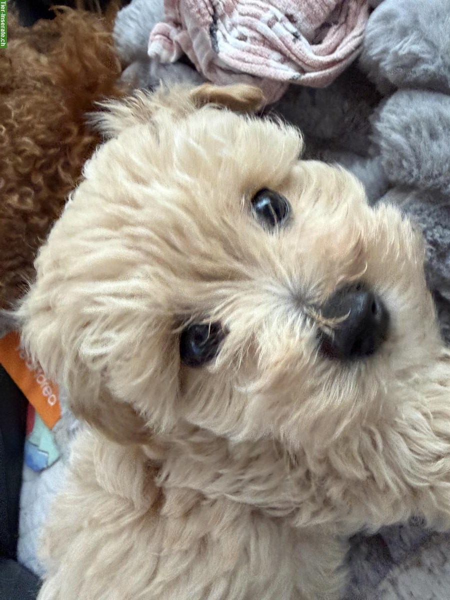 Bild 2: Maltipoo Welpe (Weibchen) F1