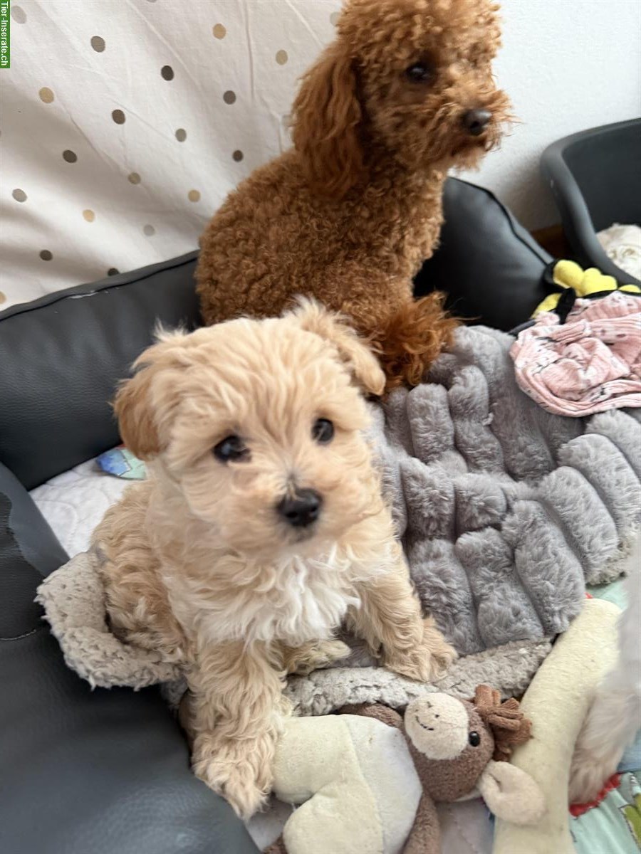 Bild 3: Maltipoo Welpe (Weibchen) F1