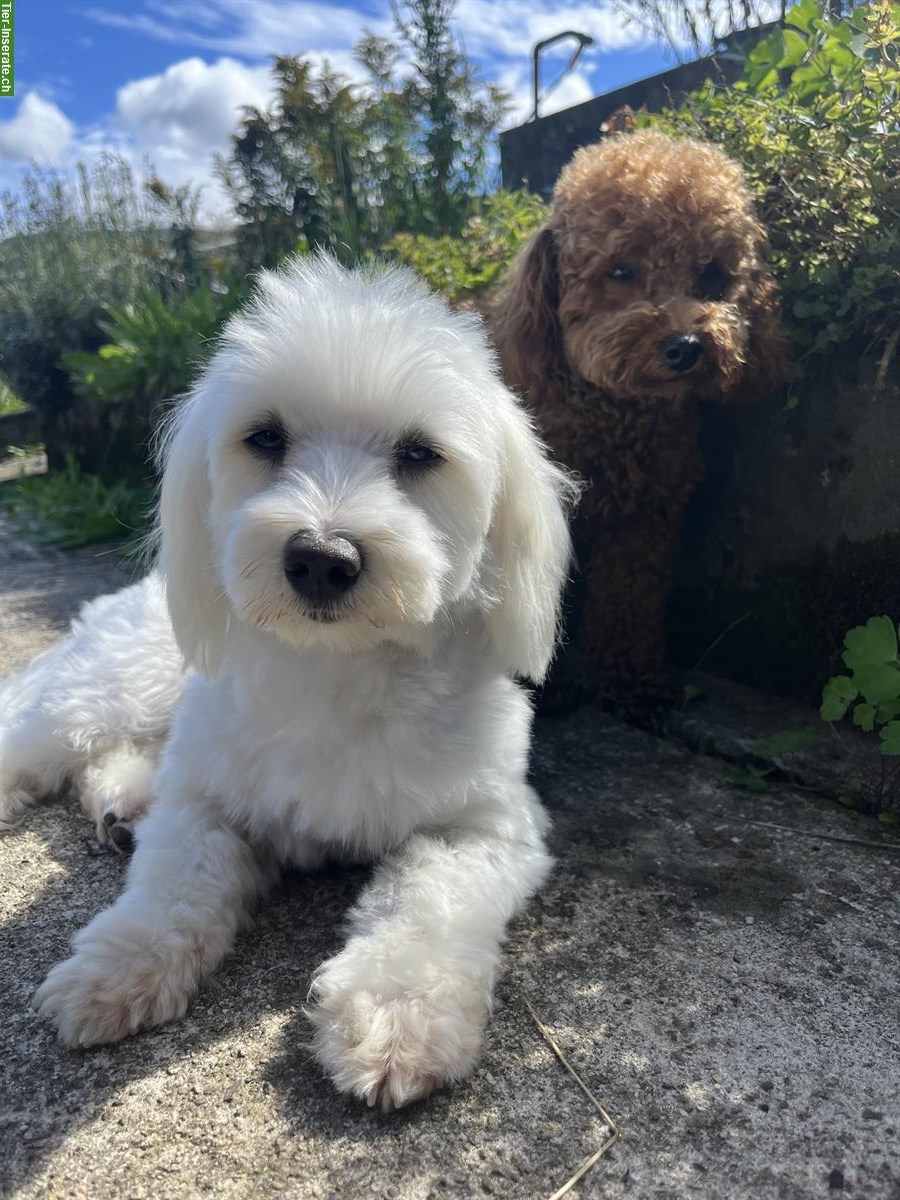 Bild 4: Maltipoo Welpe (Weibchen) F1