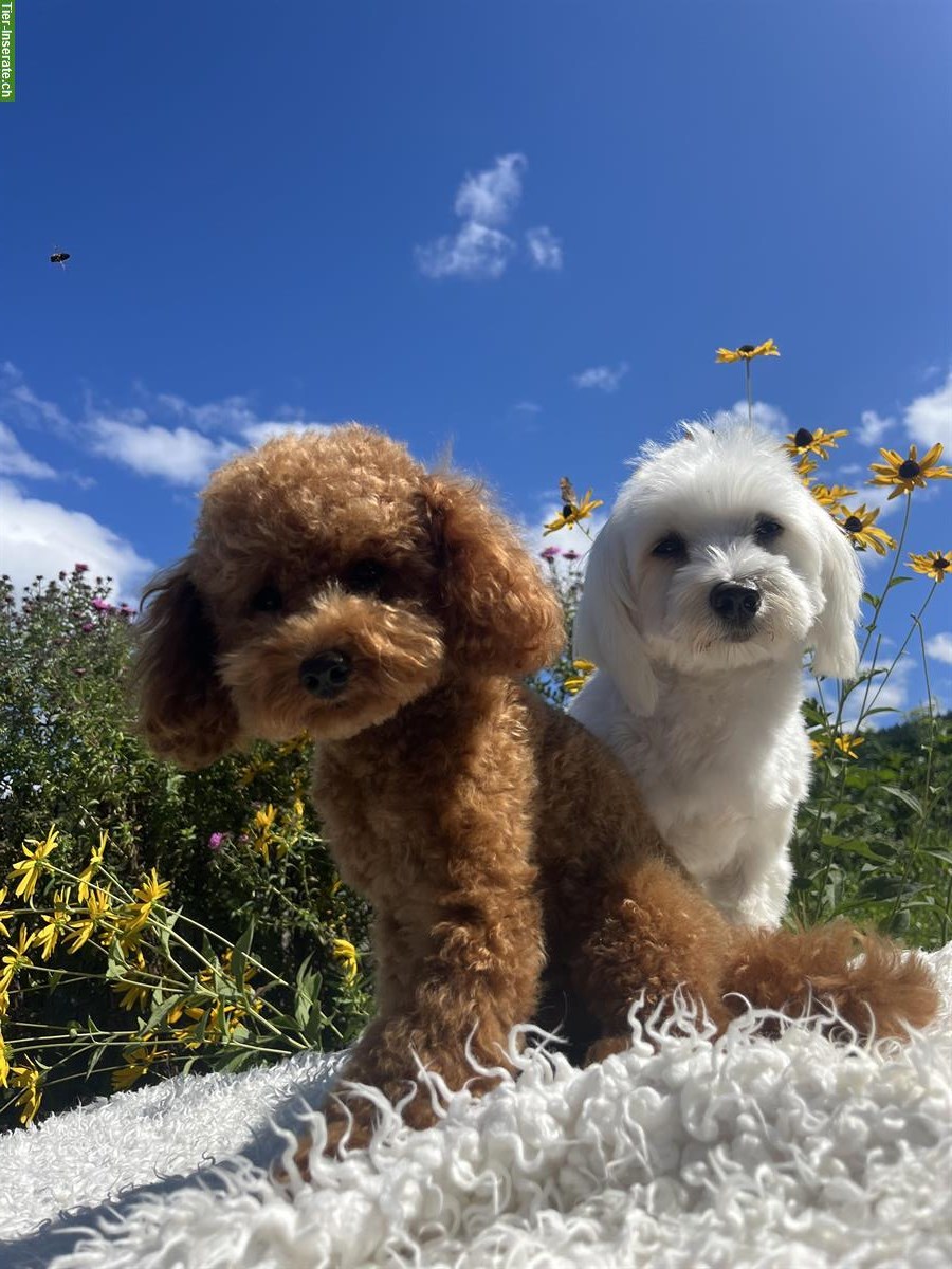 Bild 6: Maltipoo Welpe (Weibchen) F1