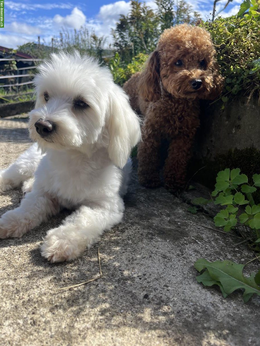 Bild 8: Maltipoo Welpe (Weibchen) F1