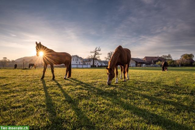 Pferdesuite, Offenstall, Laufstall in Kiesen BE