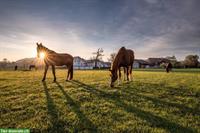 Pferdesuite, Offenstall, Laufstall in Kiesen BE