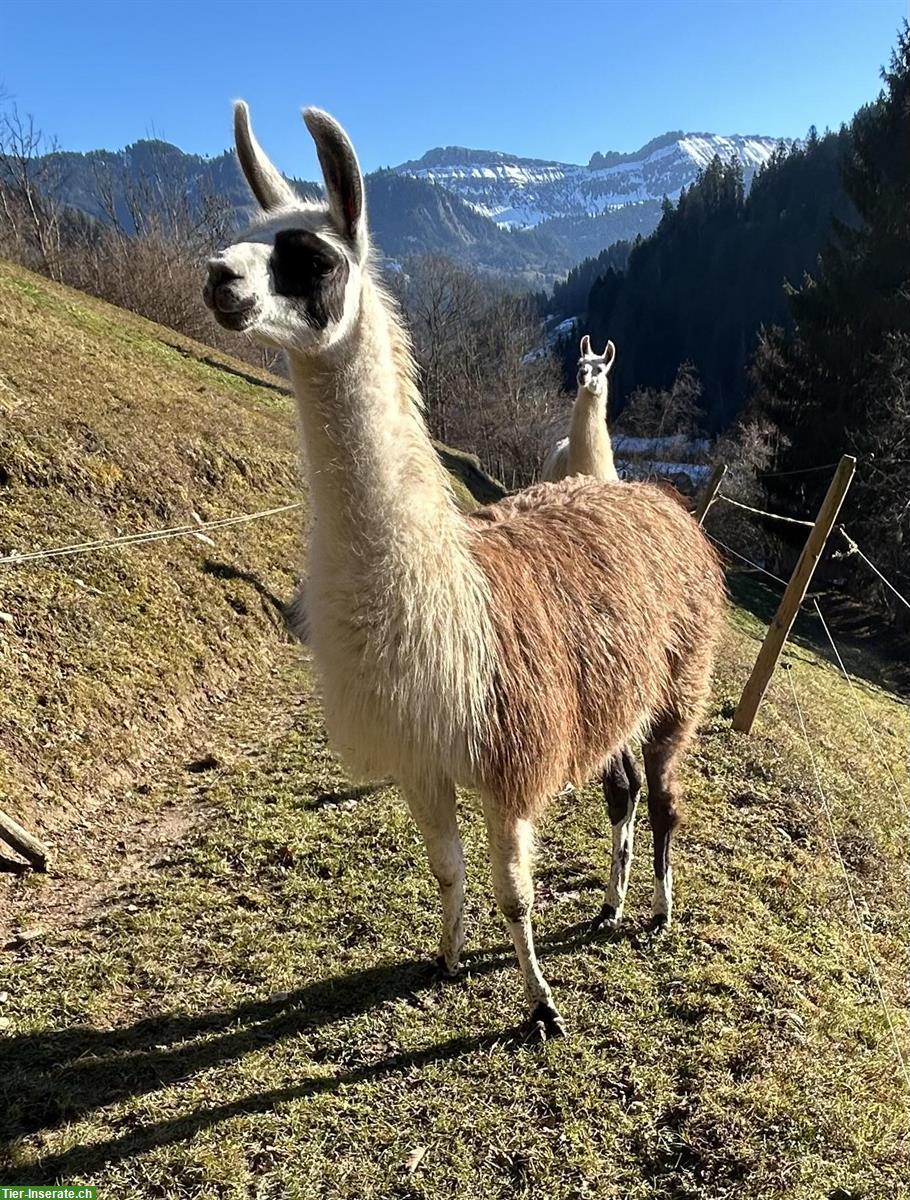 Lama Hengste zu verkaufen