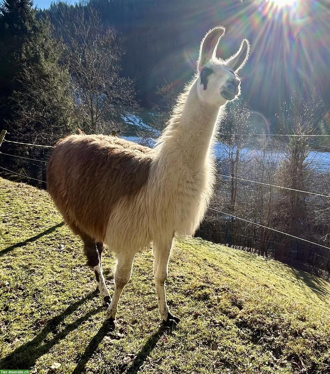 Bild 2: Lama Hengste zu verkaufen