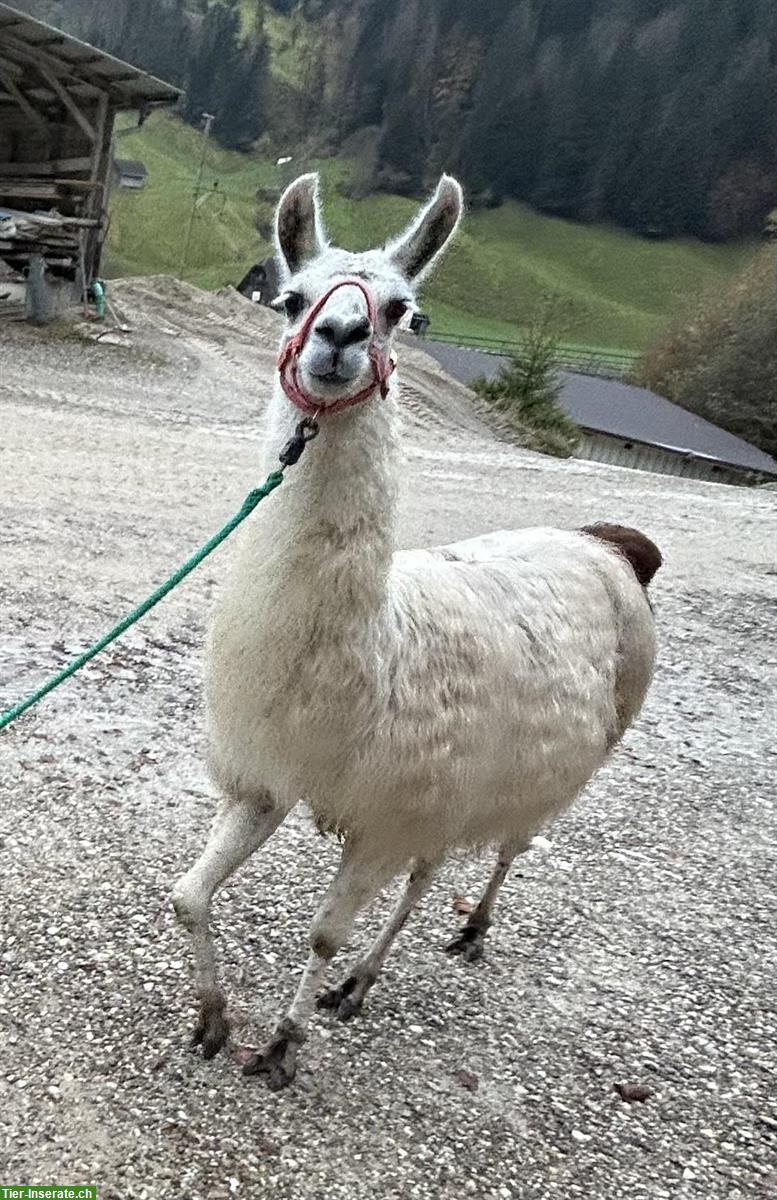 Bild 4: Lama Hengste zu verkaufen